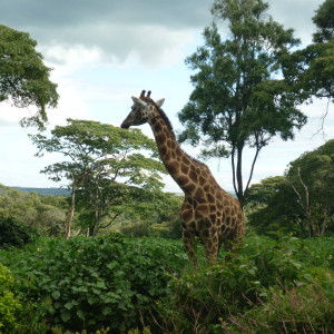 July 7, 2015 Giraffe Center, Nairobi, Kenya